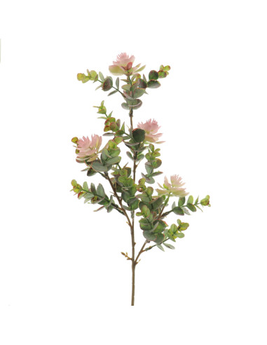 RAMA EUCALYPTUS SILVESTRE ROSA