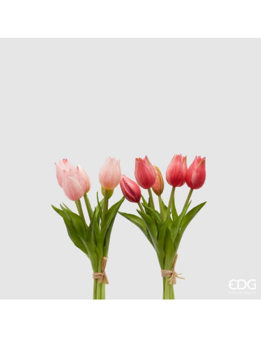 TULIPAN OLIS ROSA