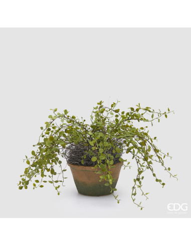 MULENBECHIA CON MACETA