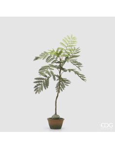 JACARANDA CON MACETA 73CM