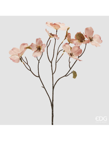RAMA CORNUS