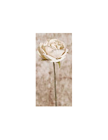 ROSA CREMA