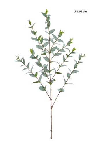 EUCALYPTUS PARVIFOLIA