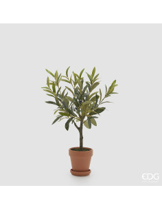 MACETA OLIVO