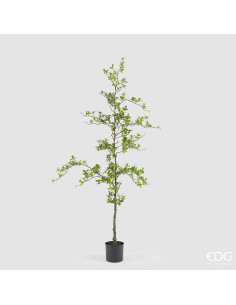 BUCIDA ESPINOSA CON MACETA