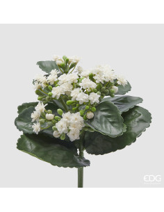 ARBUSTO KALANCOE CON HOJAS